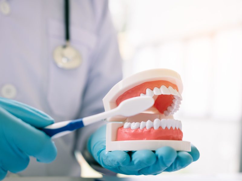 Close up of hand dentist is holding dentures jaw showing how to brush the teeth.